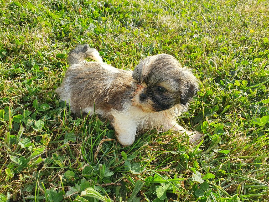 Chiots Shih-tzu disponibles 